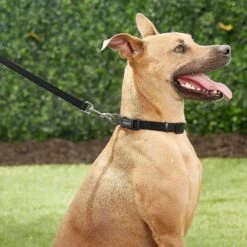 Frisco Solid Nylon Personalized Dog Leash -Paws Joy Outlet Store 270716 PT6. AC SS1800 V1628029678