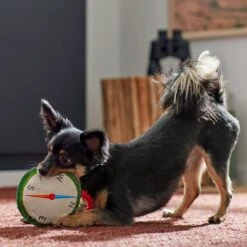 Frisco Camping Compass Plush With Rope Squeaky Dog Toy -Paws Joy Outlet Store 271020 PT3. AC SS1800 V1625008965