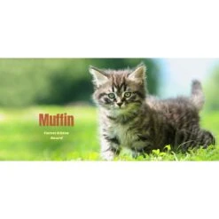 Frisco Basic Insulated Stainless Steel Personalized Mug, 10-oz -Paws Joy Outlet Store 271225 PT2. AC SS1800 V1620401826