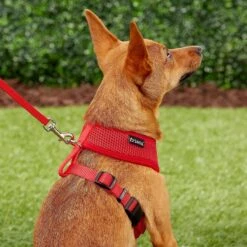 Frisco Small & Medium Breed Soft Mesh Personalized Back Clip Dog Harness 13 Frisco Small & Medium Breed Soft Mesh Personalized Back Clip Dog Harness -Paws Joy Outlet Store 271252 PT6. AC SS1800 V1618938436