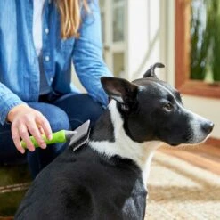 Frisco Soft Slicker Dog Brush, One Size & Frisco Deshedding Dog & Cat Brush 10 Frisco Soft Slicker Dog Brush, One Size & Frisco Deshedding Dog & Cat Brush -Paws Joy Outlet Store 276229 PT3. AC SS1800 V1616194590