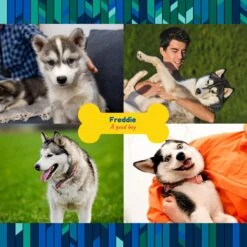 Frisco "Contemporary #2" Ceramic Photo Tile With Stand -Paws Joy Outlet Store 276919 PT2. AC SS1800 V1625685369