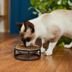 Frisco Elevated Stainless Steel Dish Cat Bowl, 1 Cup -Paws Joy Outlet Store 277517 PT3. AC SS1800 V1630347977