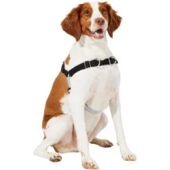 Frisco Basic No Pull Harness -Paws Joy Outlet Store 277873 PT3. AC SS1800 V1629766656
