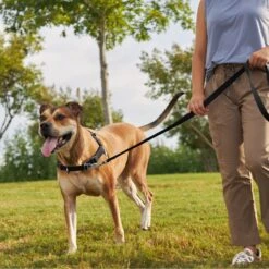 Frisco Basic No Pull Harness -Paws Joy Outlet Store 277873 PT4. AC SS1800 V1629816999