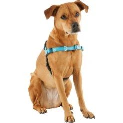 Frisco Padded Reflective No Pull Harness -Paws Joy Outlet Store 277892 PT3. AC SS1800 V1629758833