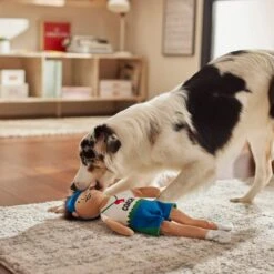 Frisco Gym Teacher Plush Squeaky Dog Toy 5 Frisco Gym Teacher Plush Squeaky Dog Toy -Paws Joy Outlet Store 279447 PT3. AC SS1800 V1628191161