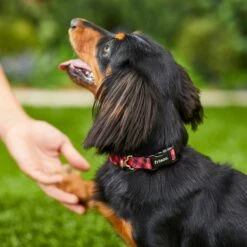 Frisco Buffalo Check Polyester Personalized Dog Collar -Paws Joy Outlet Store 280763 PT4. AC SS1800 V1621277566