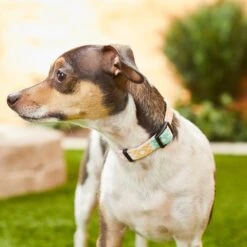 Frisco Pastel Tie Dye Polyester Personalized Dog Collar -Paws Joy Outlet Store 280770 PT4. AC SS1800 V1621275733