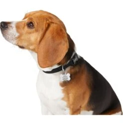 Frisco Chewy Stainless Steel Personalized Dog ID Tag With Enamel Infill -Paws Joy Outlet Store 281945 PT6. AC SS1800 V1624334875