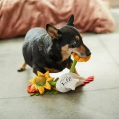 Frisco Fall Bouquet Of Flowers Plush Squeaky Dog Toy -Paws Joy Outlet Store 285599 PT3. AC SS1800 V1629725293