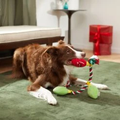 Frisco Holiday Lights Plush With Rope Squeaky Dog Toy 7 Frisco Holiday Lights Plush With Rope Squeaky Dog Toy -Paws Joy Outlet Store 287109 PT3. AC SS1800 V1632775707