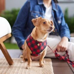 Frisco Fashion Over-The-Head Harness, Blue Plaid -Paws Joy Outlet Store 287472 PT8. AC SS1800 V1632316407