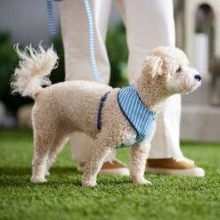 Frisco Fashion Over-The-Head Harness, Striped -Paws Joy Outlet Store 287479 PT8. AC SS1800 V1632315513