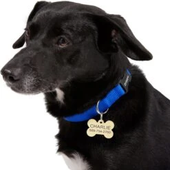 Frisco Brass Personalized Dog ID Tag -Paws Joy Outlet Store 296191 PT6. AC SS1800 V1628186565