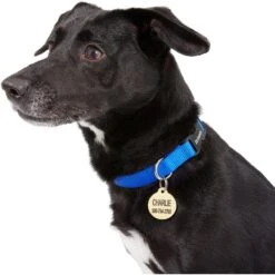 Frisco Brass Personalized Dog & Cat ID Tag, Round -Paws Joy Outlet Store 296194 PT6. AC SS1800 V1628186507