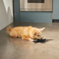 Frisco Brunch Breakfast Skillet Latex Squeaky Dog Toy, 2 Count -Paws Joy Outlet Store 297264 PT2. AC SS1800 V1642088320