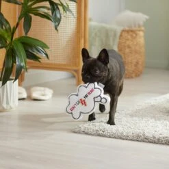 Frisco Brunch Word Bubble Plush Squeaky Dog Toy -Paws Joy Outlet Store 297286 PT3. AC SS1800 V1642087915