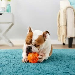 Frisco Fetch Squeaky TPR Ball Dog Toy & Bones & Chews Pig Ear Chews Dog Treats -Paws Joy Outlet Store 297964 PT3. AC SS1800 V1623252759