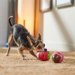 Frisco Valentine Chocolate Covered Strawberries Latex Squeaky Dog Toy -Paws Joy Outlet Store 298923 PT3. AC SS1800 V1701365172