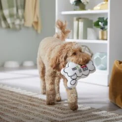 Frisco St. Patrick's Thought Bubble Reversible Plush Squeaky Dog Toy 10 Frisco St. Patrick's Thought Bubble Reversible Plush Squeaky Dog Toy -Paws Joy Outlet Store 303134 PT4. AC SS1800 V1702500565