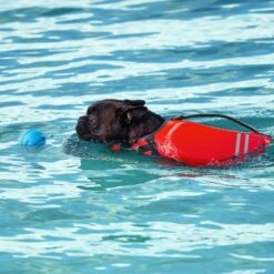 Frisco Active Dog Life Jacket & Frisco Foam Rubber Floating Fetch Ball No Squeak Dog Toy -Paws Joy Outlet Store 303364 PT8. AC SS1800 V1623163654