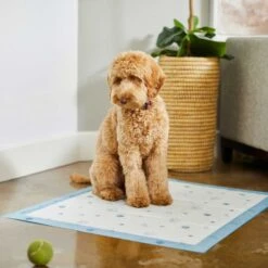 Frisco Fold & Carry Single Door Collapsible Wire Dog Crate & Frisco Premium Extra Large Printed Dog Training & Potty Pads -Paws Joy Outlet Store 303438 PT8. AC SS1800 V1623051743