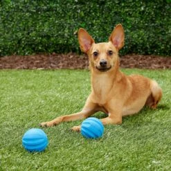 Frisco Neoprene Dog Life Jacket & Frisco Foam Rubber Floating Fetch Ball No Squeak Dog Toy 15 Frisco Neoprene Dog Life Jacket & Frisco Foam Rubber Floating Fetch Ball No Squeak Dog Toy -Paws Joy Outlet Store 303480 PT7. AC SS1800 V1623064950