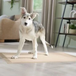 Frisco Giant Eco-Conscious Dog Training & Potty Pads -Paws Joy Outlet Store 309794 PT6. AC SS1800 V1674666971