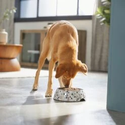 Frisco Terrazzo Design Stainless Steel Dog & Cat Bowl 9 Frisco Terrazzo Design Stainless Steel Dog & Cat Bowl -Paws Joy Outlet Store 311957 PT2. AC SS1800 V1642535493