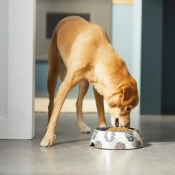 Frisco Animal Design Stainless Steel Dog & Cat Bowl 10 Frisco Animal Design Stainless Steel Dog & Cat Bowl -Paws Joy Outlet Store 311960 PT2. AC SS1800 V1642542990