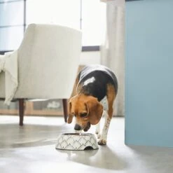 Frisco Moroccan Design Stainless Steel Dog & Cat Bowl -Paws Joy Outlet Store 311963 PT2. AC SS1800 V1642542922