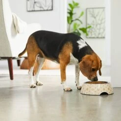 Frisco Circle Design Stainless Steel Dog & Cat Bowl -Paws Joy Outlet Store 311969 PT2. AC SS1800 V1642542858