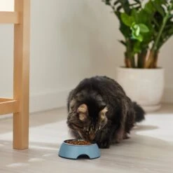 Frisco Coral Design Stainless Steel Dog & Cat Bowl -Paws Joy Outlet Store 311972 PT3. AC SS1800 V1642542435