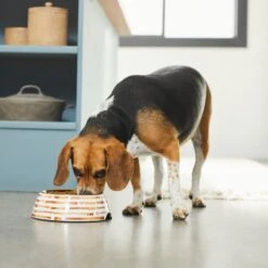 Frisco Copper Print Design Stainless Steel Dog & Cat Bowl -Paws Joy Outlet Store 311975 PT2. AC SS1800 V1642542895