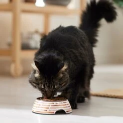 Frisco Copper Print Design Stainless Steel Dog & Cat Bowl -Paws Joy Outlet Store 311975 PT3. AC SS1800 V1642542357