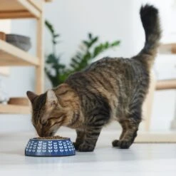 Frisco Leaf Design Stainless Steel Dog & Cat Bowl -Paws Joy Outlet Store 311980 PT3. AC SS1800 V1642542556