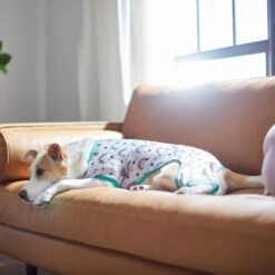 Frisco Rainbow Dog & Cat PJs -Paws Joy Outlet Store 312283 PT8. AC SS1800 V1644879887