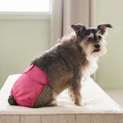 Frisco Washable Female Diaper -Paws Joy Outlet Store 315702 PT3. AC SS1800 V1644885450
