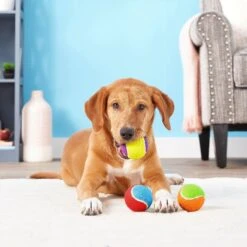 Frisco Fetch Squeaking Colorful Tennis Ball Dog Toy & Playology Scented Dual Layer Bone Dog Toy -Paws Joy Outlet Store 319022 PT3. AC SS1800 V1630552585