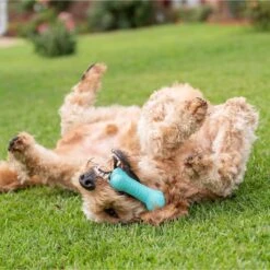 Frisco Fetch Squeaking Colorful Tennis Ball Dog Toy & Playology Scented Dual Layer Bone Dog Toy -Paws Joy Outlet Store 319022 PT6. AC SS1800 V1630561003