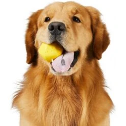 Frisco Fetch Squeaking Colorful Tennis Ball Dog Toy & Project Hive Pet Company Ball Dog Toy -Paws Joy Outlet Store 319024 PT5. AC SS1800 V1630560973