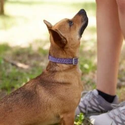 Frisco Outdoor Lightweight Ripstop Nylon Dog Harness & Frisco Outdoor Heathered Nylon Collar -Paws Joy Outlet Store 319194 PT8. AC SS1800 V1631147497