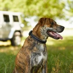 Frisco Outdoor Premium Ripstop Nylon Dog Harness With Pocket & Frisco Outdoor Nylon Reflective Comfort Padded Dog Collar -Paws Joy Outlet Store 319304 PT8. AC SS1800 V1631147478