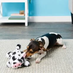 Frisco Cow Plush Squeaky Dog Toy & Playology Scented Dual Layer Ring Dog Toy -Paws Joy Outlet Store 319488 PT3. AC SS1800 V1630626696