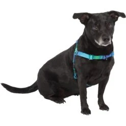 Frisco Green Ombre Style Dog Harness -Paws Joy Outlet Store 324531 PT2. AC SS1800 V1642519055