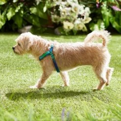 Frisco Green Ombre Style Dog Harness -Paws Joy Outlet Store 324531 PT4. AC SS1800 V1642519509