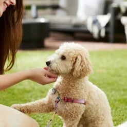 Frisco Pink Ombre Style Dog Harness 9 Frisco Pink Ombre Style Dog Harness -Paws Joy Outlet Store 324537 PT4. AC SS1800 V1642518514