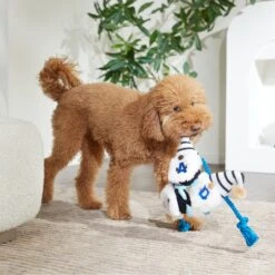 Frisco Dad Gnome Plush With Rope Dog Toy -Paws Joy Outlet Store 327053 PT3. AC SS1800 V1648667286