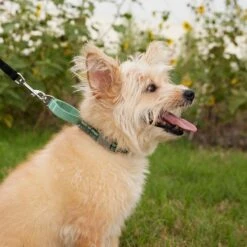 Frisco Outdoor Running Martingale Dog Collar -Paws Joy Outlet Store 331413 PT3. AC SS1800 V1662644747